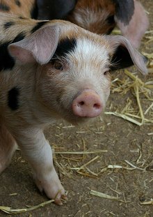 220_pig
