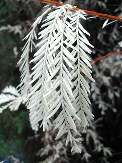 450px-Albino_redwood