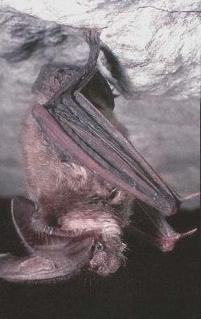 Big-Eared_bat