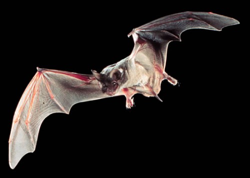 Flying_Tadarida_brasiliensis_in_Texas