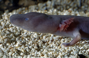 P_anguinus_parkelj-head