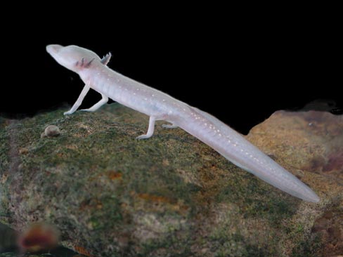 Texas_blind_salamander