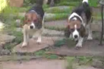 beagles