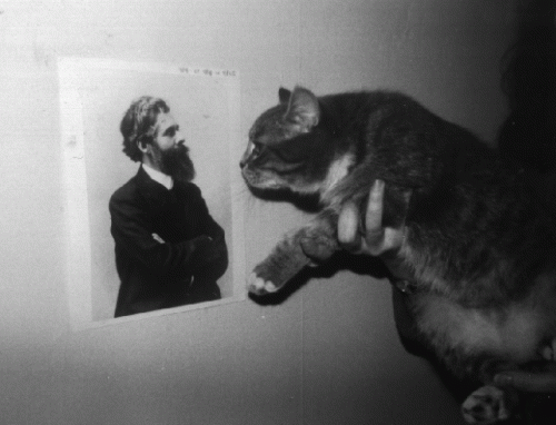 cat