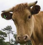 cow_010611