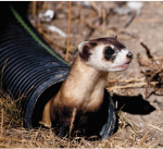 ferret