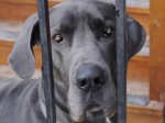 greatdane