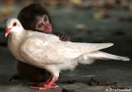 monkeypigPHTSHT1309_468x325