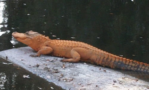 first orange alligator.