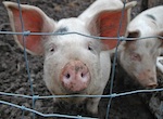 pig_010511