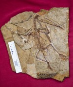 pterosaur-eggs-buried-fossil_31380_600x450
