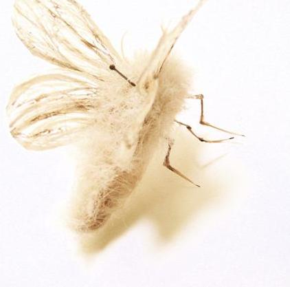 white-butterfly
