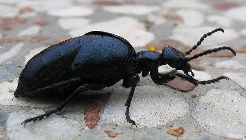 800px-Ölkäfer_Meloë_violaceus_2