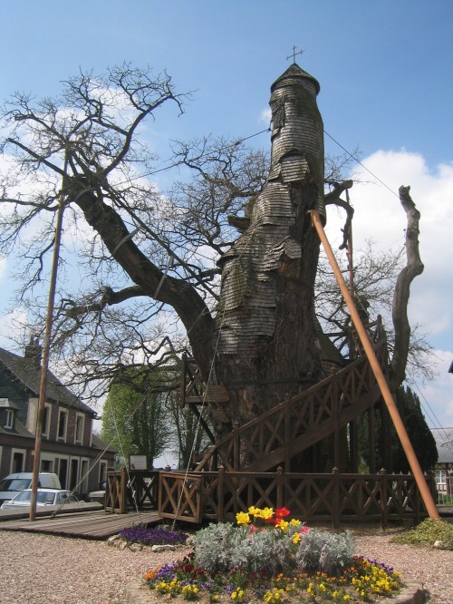 AllouvilleBellefosseChêne