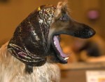 afghan_hound_pa