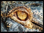 alligator