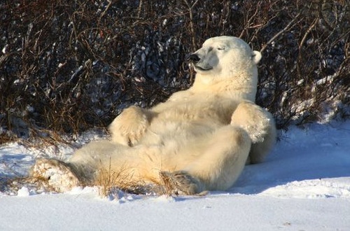 big bear