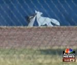 coyote