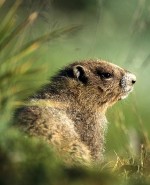 groundhog