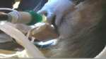 lion root canal