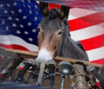 mule