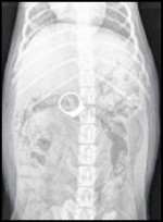 puppyxray