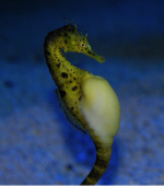 seahorse