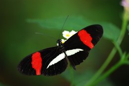 260_Figure1