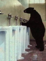 bear piss