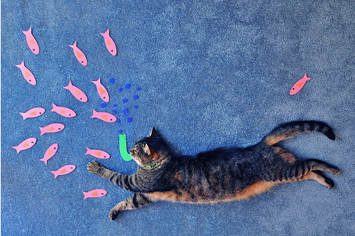 catdreams