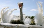 ostrich