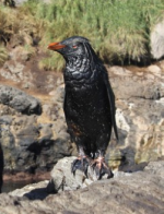rockhopperpenguin