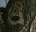squirrel