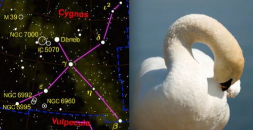 swan