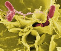 200Salmonella