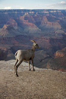 220_fractalGrand_Canyon