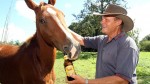 615351-horse-drinks-beer
