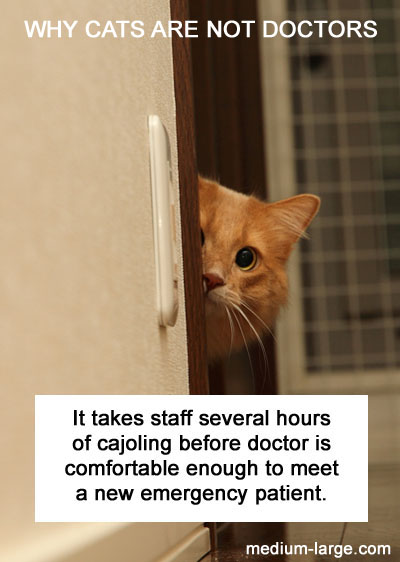 cat-doctor-shy-ml