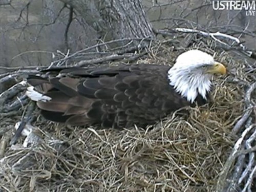eagle