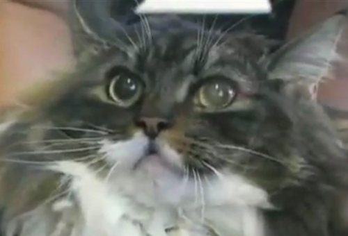 fatcat
