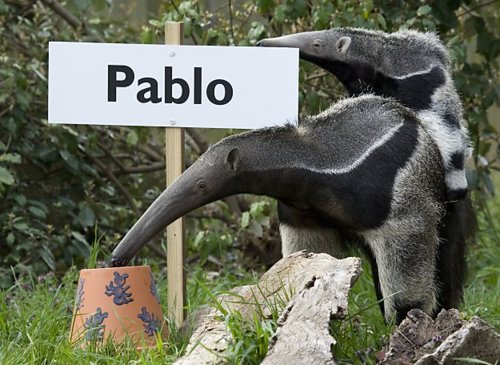 pablo