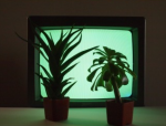 photsynthetic