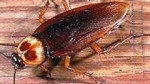 roach