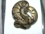 snake