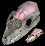 200_hadrocodium_ct