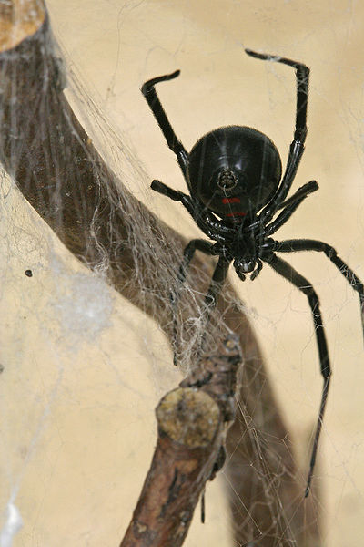 400px-Latrodectus_hesperus_1 (1)