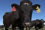 420cow