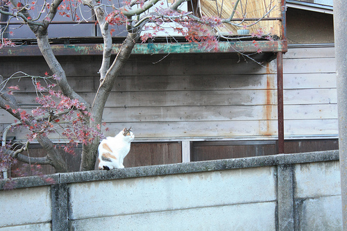 cattemple
