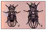 maleandfemalefruitflies