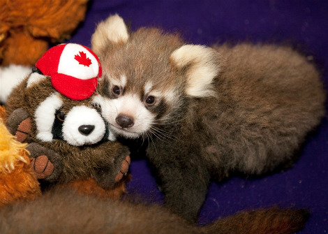pandapanda